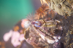 Austromegabalanus psittacus