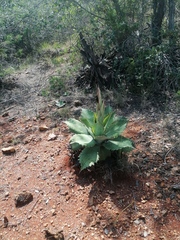 Agave potatorum