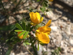 Chamaecrista greggii
