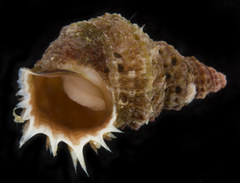 Trichotropis cancellata