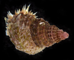 Trichotropis cancellata