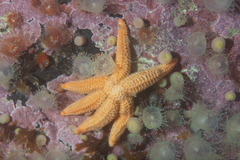 Allostichaster capensis