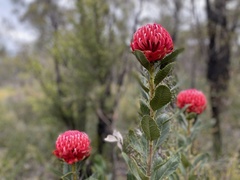 Telopea aspera
