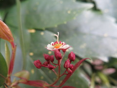 Acer cordatum