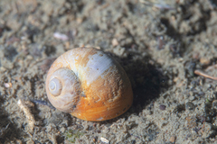 Notocochlis isabelleana