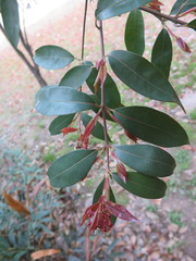 Acer cordatum
