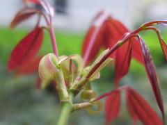Acer cordatum