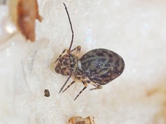 Ptenothrix marmorata