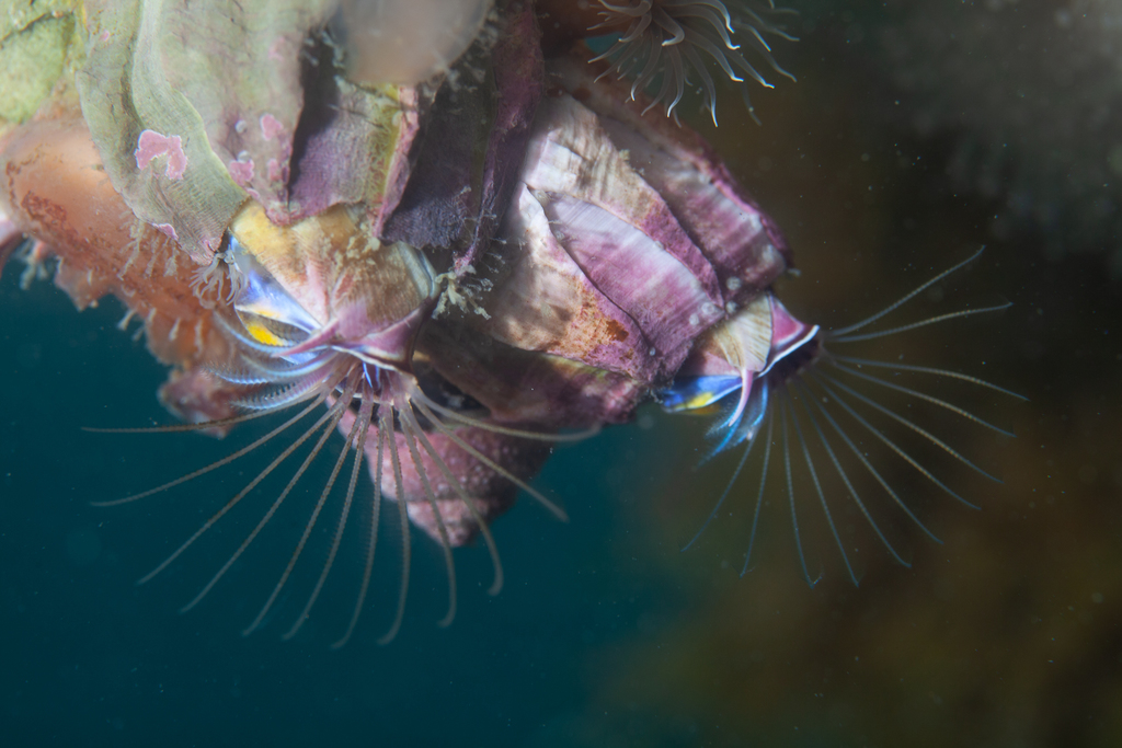 Austromegabalanus