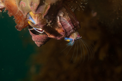 Austromegabalanus psittacus