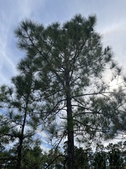 Pinus serotina