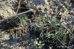 Teucrium pseudochamaepitys