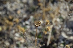 Papaver somniferum