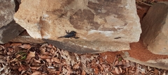 Opisthacanthus validus