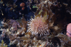 Pseudechinus magellanicus