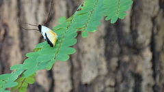 Mylothris chloris chloris