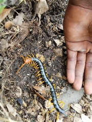 Scolopendra heros