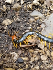 Scolopendra heros