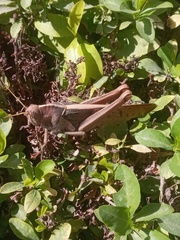 Acanthacris ruficornis