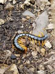 Scolopendra heros