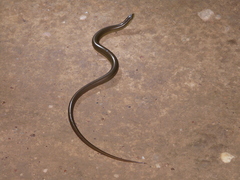 Ophiodes