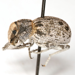 Ophryastes tuberosus