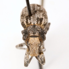 Ophryastes tuberosus