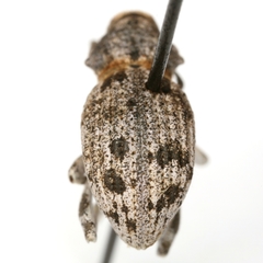 Ophryastes tuberosus