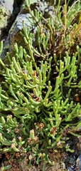 Veronica quadrifaria