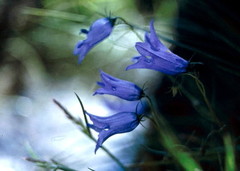 Campanula excisa