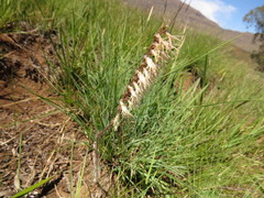 Holothrix scopularia