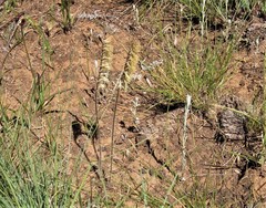 Holothrix scopularia