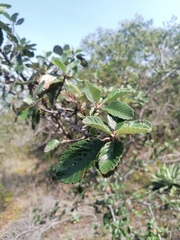Malacomeles denticulata