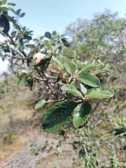 Malacomeles denticulata