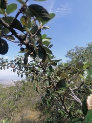 Malacomeles denticulata
