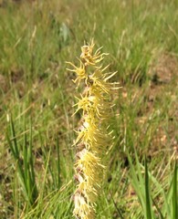 Holothrix scopularia