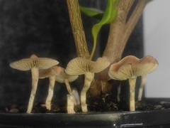 Psilocybe angulospora