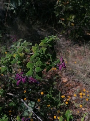 Salvia semiatrata