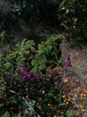 Salvia semiatrata