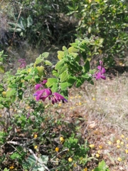 Salvia semiatrata