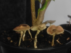 Psilocybe angulospora