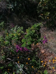 Salvia semiatrata