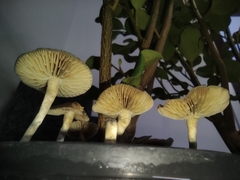 Psilocybe angulospora