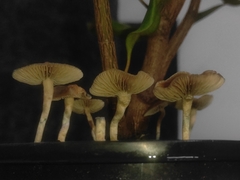 Psilocybe angulospora