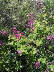 Salvia semiatrata