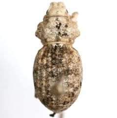 Ophryastes tuberosus