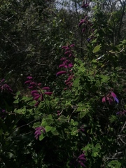 Salvia semiatrata