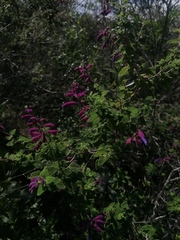 Salvia semiatrata