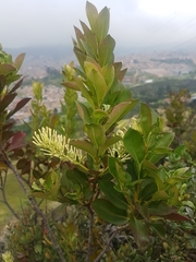 Gaiadendron punctatum