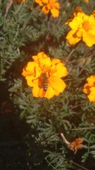 Apis mellifera